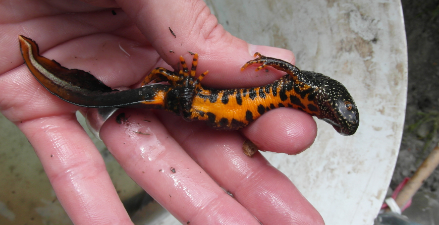 Additional great crested newt ecology and survey course added to our training schedule