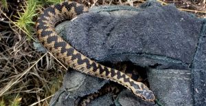 Reptile ecology, survey and handling (including adder)