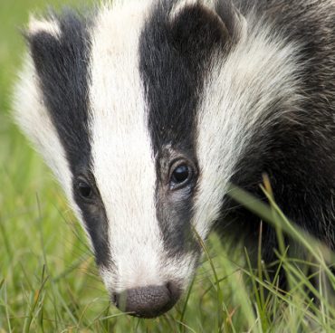 Badger Badger Class Licence to undertake sett closure and destruction of setts (CL32)