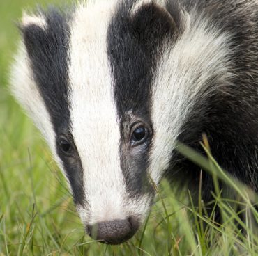 Badger Class Licence to undertake sett closure and destruction of setts (CL32)