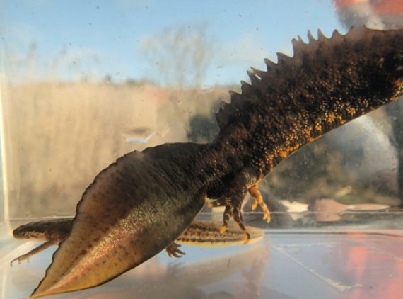 Great crested newt projects