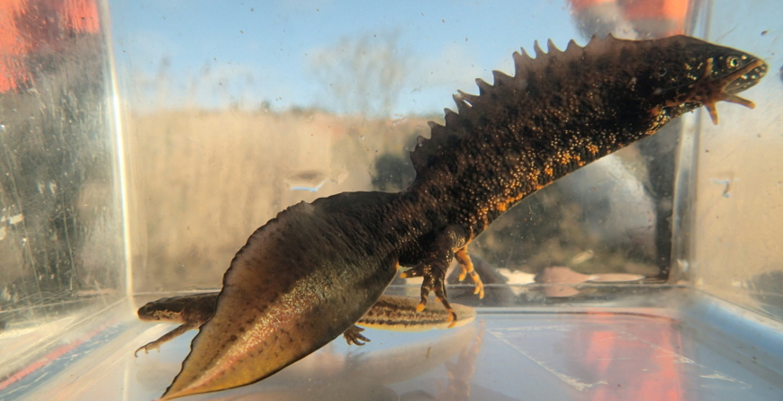 Great crested newt projects