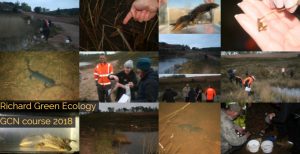 Great crested newt course is a great success!