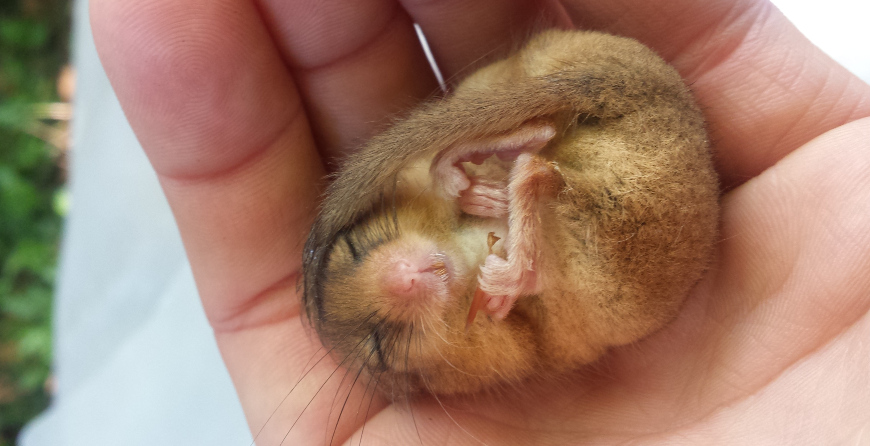 Dormice active in East Devon