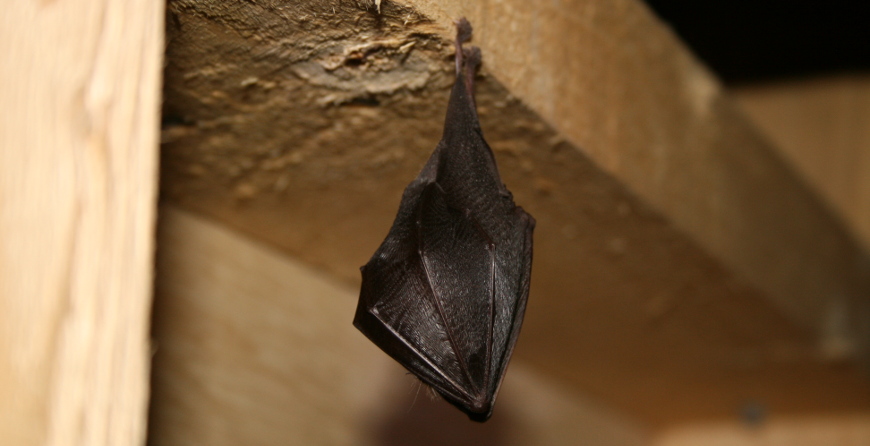 https://www.richardgreenecology.co.uk/wp-content/uploads/2018/09/lesser-horseshoe-bat.jpg