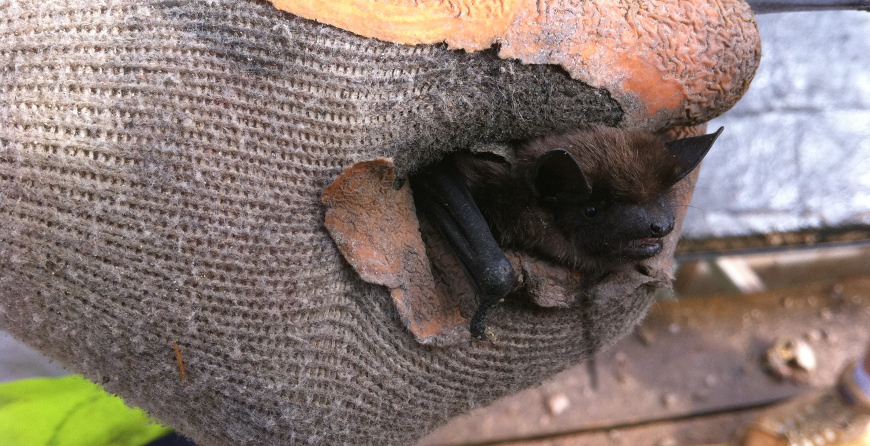 https://www.richardgreenecology.co.uk/wp-content/uploads/2018/09/serotine-bat.jpg