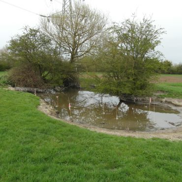 Great crested newt projects