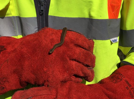 Adder mitigation on the trunk road network