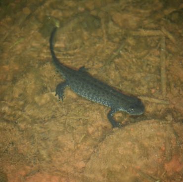 Great crested newt projects