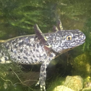 Great crested newt projects