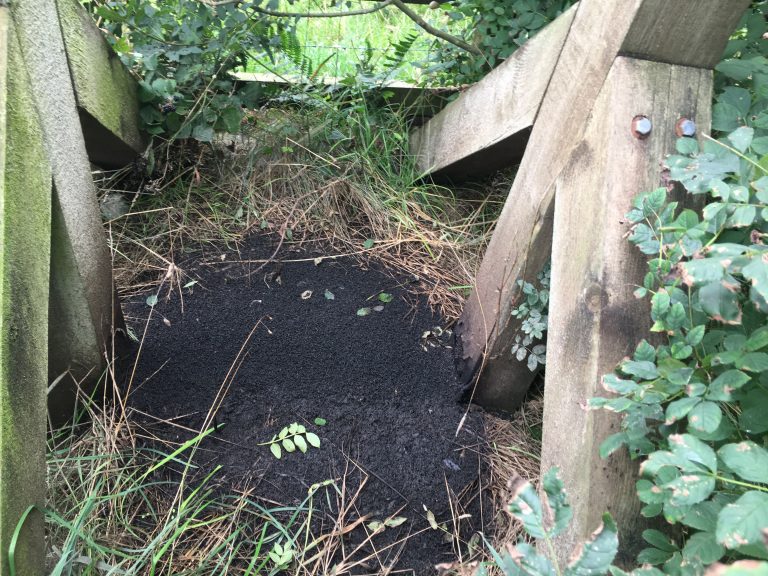 Successful bat mitigation examples | Richard Green Ecology