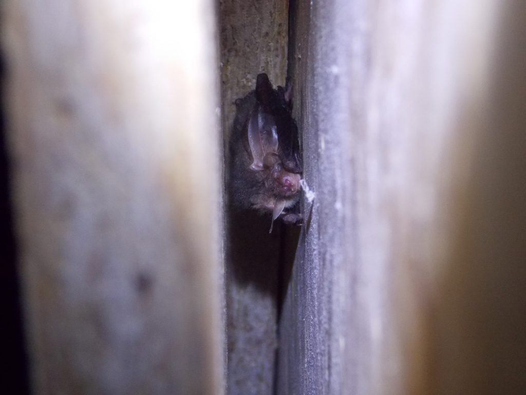 https://www.richardgreenecology.co.uk/successful-bat-mitigation/