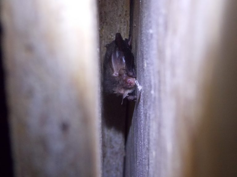 Successful bat mitigation examples | Richard Green Ecology