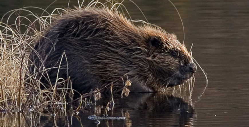 Beavers receive legal protection in England