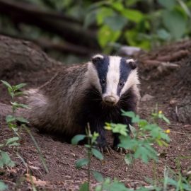 Badger ecology and survey<br>27th March 2025