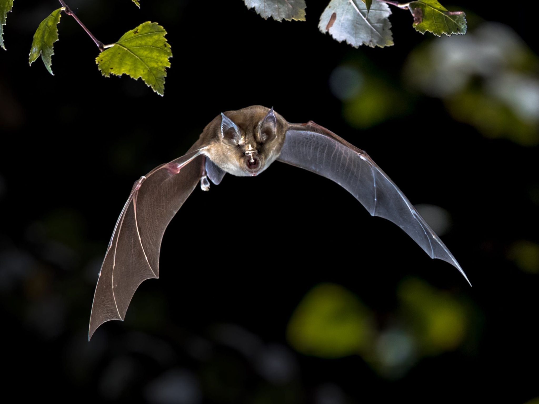 Hibernating bats in the UK9th January 2025 Richard Green Ecology