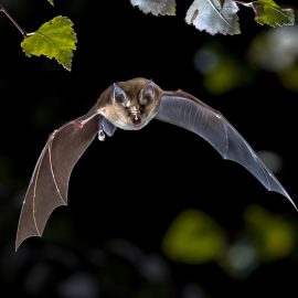 Introduction to bat ecology and survey techniques<br>22nd April 2027