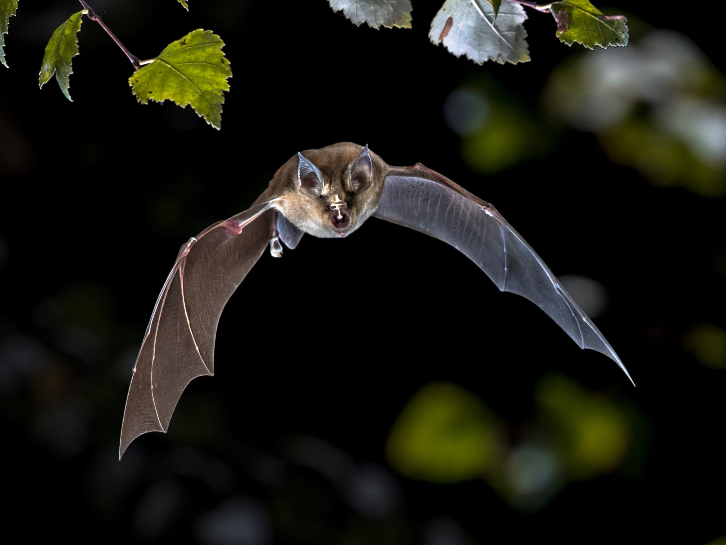 Introduction to bat ecology and survey techniques<br>22nd April 2027