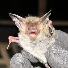 Advanced Bat Survey Techniques<br>10th, 11th & 12th September 2025