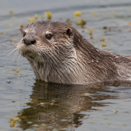 Otter ecology and survey<br>2nd July 2026